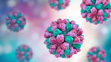 Eine schnelle und leicht übertragbare Infektion: Norovirus